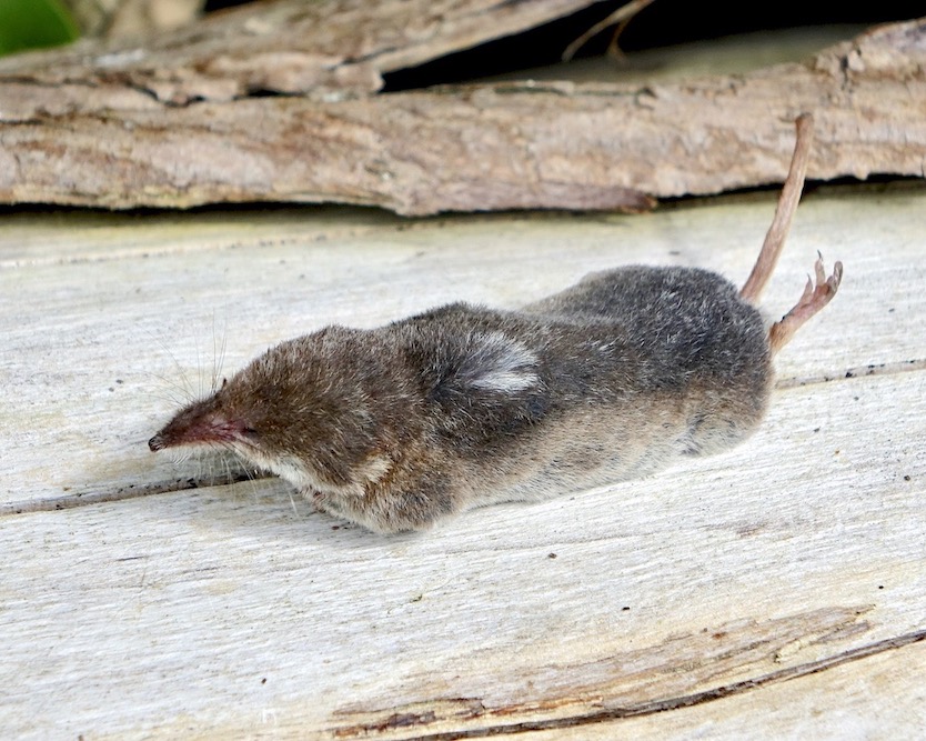shrew